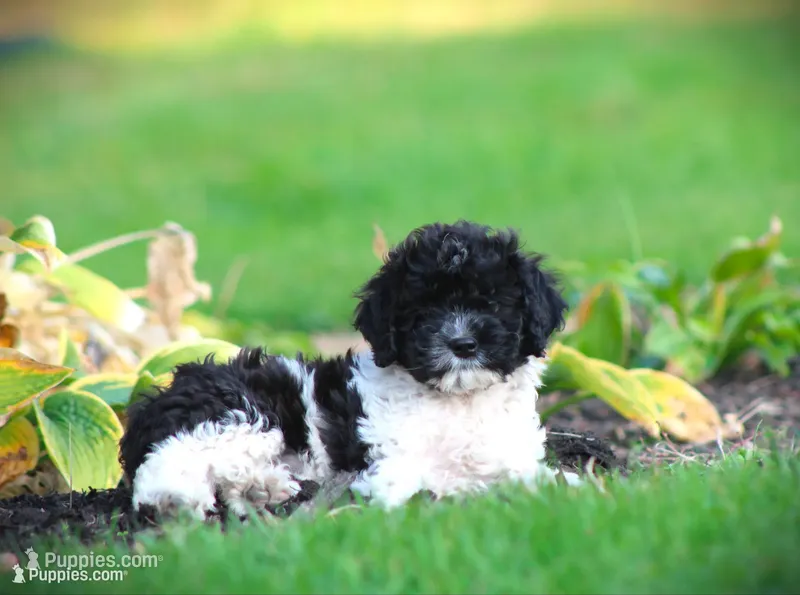 Tuxie – Cockapoo puppy for sale in Blairsville, PA