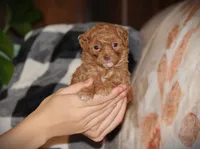 Sahara, a female Poodle - Toy  for sale in Blairsville, PA – 7 of 7
