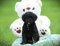 Zorro, a male Cockapoo for sale in Blairsville, PA – 2 of 4