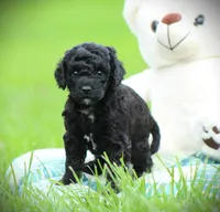Diesel, a male Cockapoo for sale in Blairsville, PA – 3 of 4