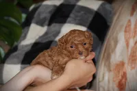Sahara, a female Poodle - Toy  for sale in Blairsville, PA – 5 of 7