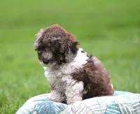 River, a male Bichpoo for sale in Blairsville, PA – 2 of 3