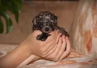 Kenya, a female Poodle - Toy  for sale in Blairsville, PA – 7 of 7