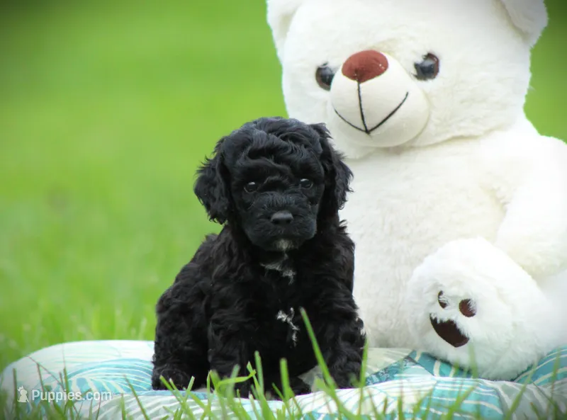 Diesel – Cockapoo puppy for sale in Blairsville, PA