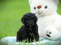 Diesel, a male Cockapoo for sale in Blairsville, PA – 1 of 4