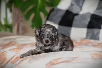 Kenya, a female Poodle - Toy  for sale in Blairsville, PA – 4 of 7