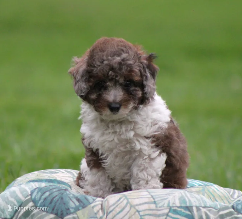 River – Bichpoo puppy for sale in Blairsville, PA