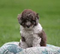 River, a male Bichpoo for sale in Blairsville, PA – 1 of 3