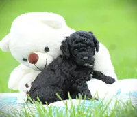 Diesel, a male Cockapoo for sale in Blairsville, PA – 2 of 4