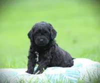 Onyx, a male Cockapoo for sale in Blairsville, PA – 3 of 3