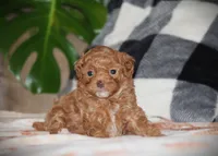 Sahara, a female Poodle - Toy  for sale in Blairsville, PA – 2 of 7