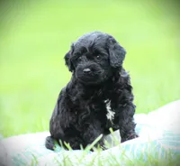 Onyx, a male Cockapoo for sale in Blairsville, PA – 2 of 3