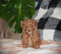 Sahara, a female Poodle - Toy  for sale in Blairsville, PA – 3 of 7