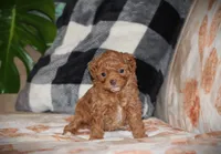 Sahara, a female Poodle - Toy  for sale in Blairsville, PA – 4 of 7