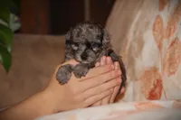 Dakota, a male Poodle - Toy  for sale in Blairsville, PA – 5 of 7