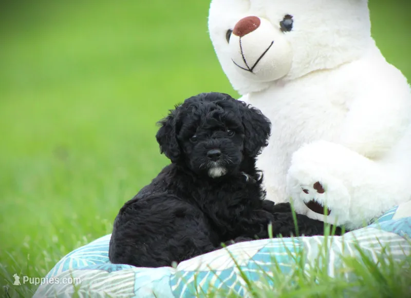 Zorro – Cockapoo puppy for sale in Blairsville, PA