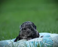 Domino, a male Cockapoo for sale in Blairsville, PA – 3 of 3