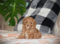 Sahara, a female Poodle - Toy  for sale in Blairsville, PA – 1 of 7