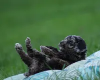 Domino, a male Cockapoo for sale in Blairsville, PA – 2 of 3