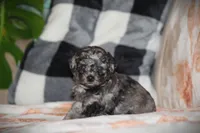 Kenya, a female Poodle - Toy  for sale in Blairsville, PA – 6 of 7