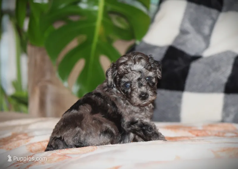 Kenya – Poodle - Toy  puppy for sale in Blairsville, PA