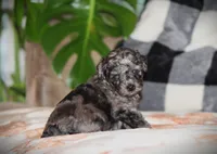 Kenya, a female Poodle - Toy  for sale in Blairsville, PA – 1 of 7