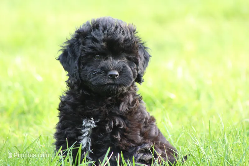 Onyx – Cockapoo puppy for sale in Blairsville, PA