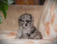 Dakota, a male Poodle - Toy  for sale in Blairsville, PA – 2 of 7