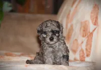 Dakota, a male Poodle - Toy  for sale in Blairsville, PA – 6 of 7
