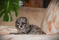 Dakota, a male Poodle - Toy  for sale in Blairsville, PA – 4 of 7