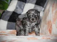 Kenya, a female Poodle - Toy  for sale in Blairsville, PA – 5 of 7