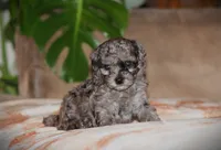 Dakota, a male Poodle - Toy  for sale in Blairsville, PA – 1 of 7