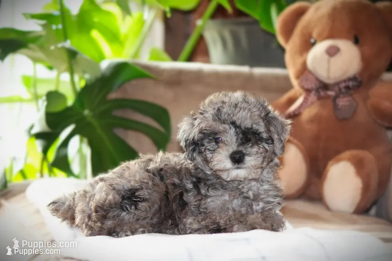 Dakota – Poodle - Toy  puppy for sale in Blairsville, PA
