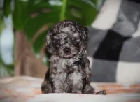 Kenya, a female Poodle - Toy  for sale in Blairsville, PA – 2 of 7