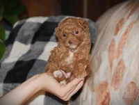 Sahara, a female Poodle - Toy  for sale in Blairsville, PA – 6 of 7