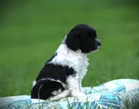 Tuxie, a female Cockapoo for sale in Blairsville, PA – 3 of 3