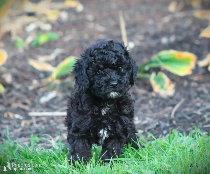 Diesel – Cockapoo puppy for sale in Blairsville, PA
