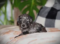 Kenya, a female Poodle - Toy  for sale in Blairsville, PA – 3 of 7