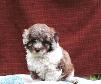 River, a male Bichpoo for sale in Blairsville, PA – 3 of 3