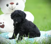 Zorro, a male Cockapoo for sale in Blairsville, PA – 3 of 4