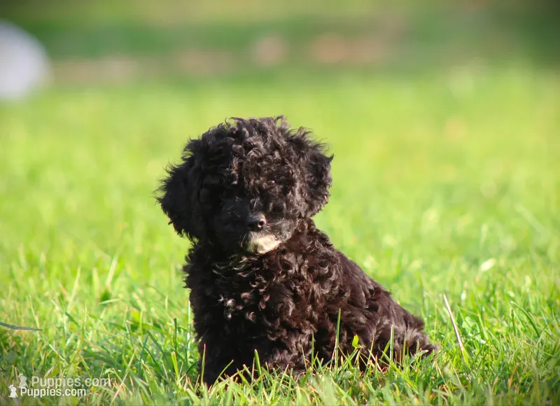 Zorro – Cockapoo puppy for sale in Blairsville, PA