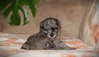 Dakota, a male Poodle - Toy  for sale in Blairsville, PA – 3 of 7