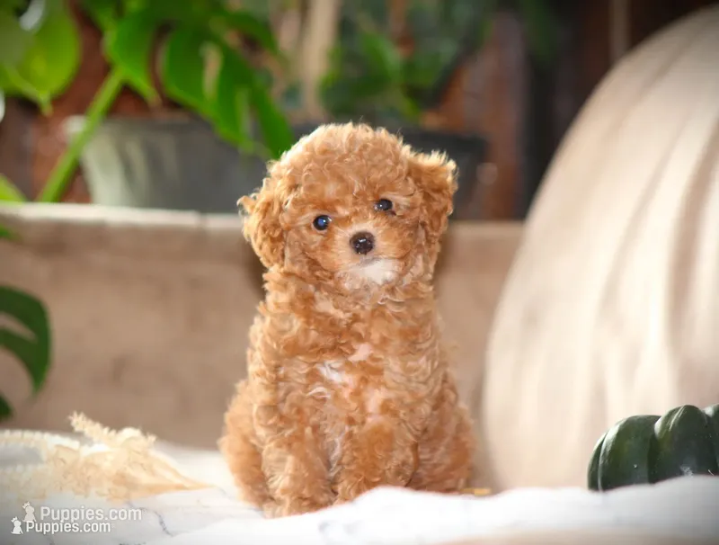 Sahara – Poodle - Toy  puppy for sale in Blairsville, PA