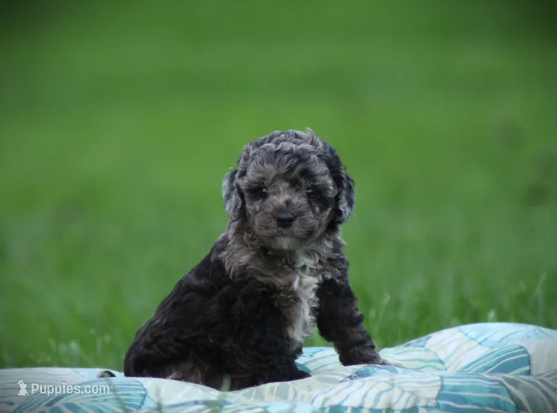 Domino – Cockapoo puppy for sale in Blairsville, PA