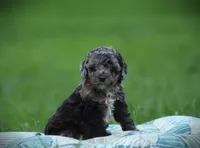Domino, a male Cockapoo for sale in Blairsville, PA – 1 of 3