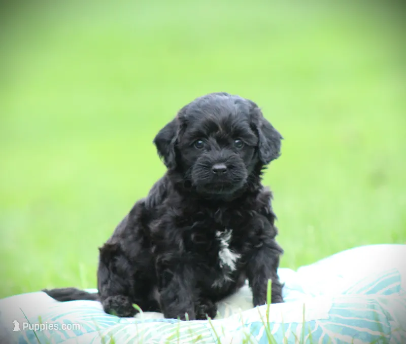 Onyx – Cockapoo puppy for sale in Blairsville, PA