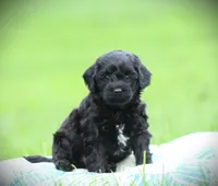 Onyx, a male Cockapoo for sale in Blairsville, PA – 1 of 3