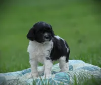Tuxie, a female Cockapoo for sale in Blairsville, PA – 2 of 3