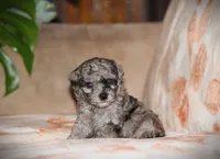 Dakota, a male Poodle - Toy  for sale in Blairsville, PA – 7 of 7