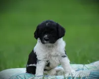 Tuxie, a female Cockapoo for sale in Blairsville, PA – 1 of 3